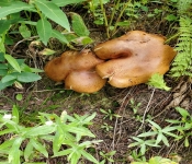 2019 Montana Folder03 042